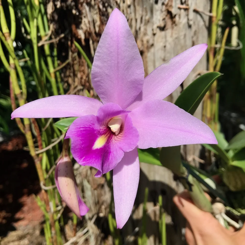 flower•*¨*•.¸♬︎ Lc. Vigour Nobiceps — Palmer Orchids